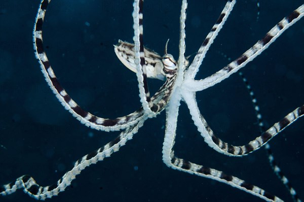 Mimic Octopus