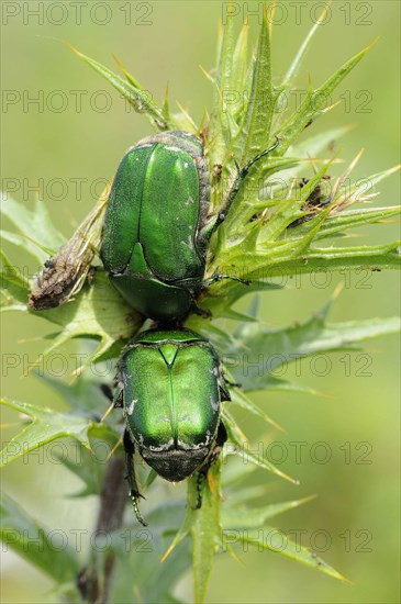 Rose chafer