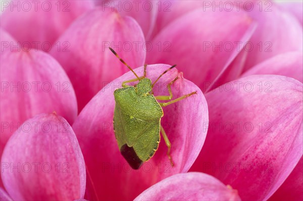 Green Shieldbug