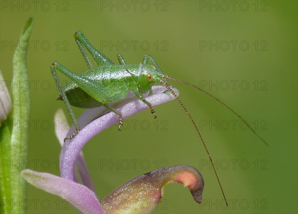 Speckled Bush-cricket