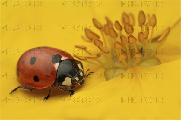 Seven-spot Ladybird