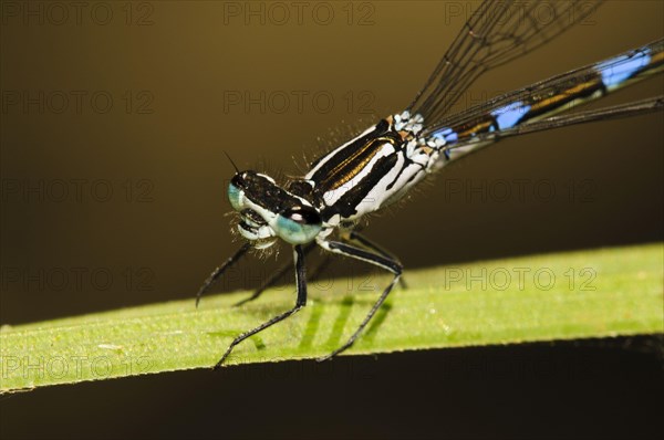 Variable damselfly