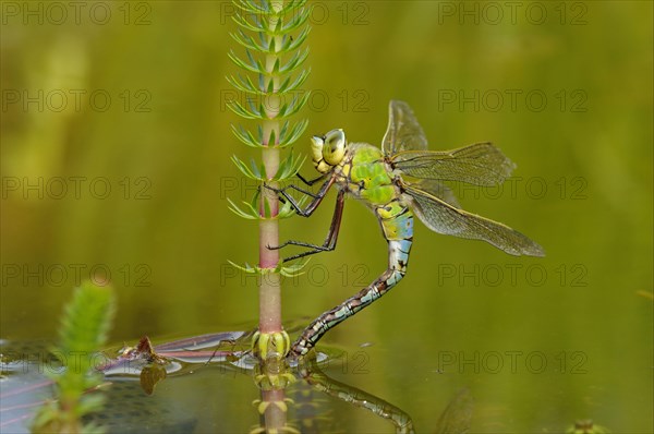 Emperor dragonfly