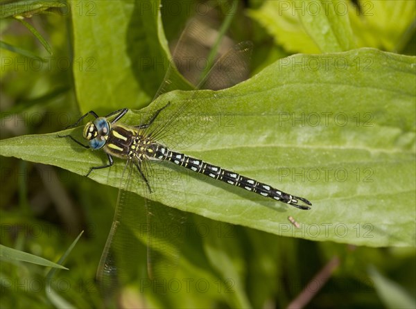 Hairy dragonfly