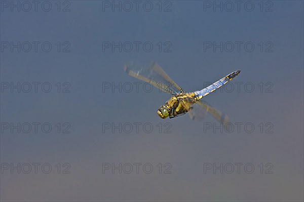 Black-tailed Skimmer