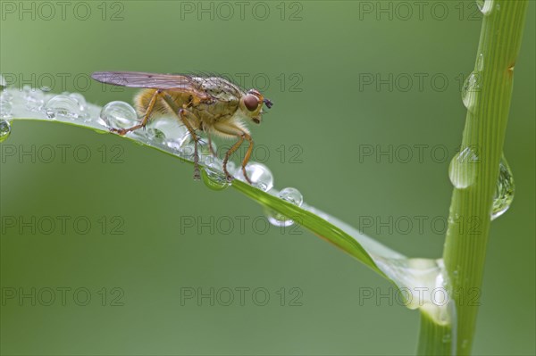 Yellow Dungfly