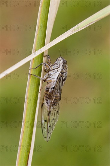 Cicada