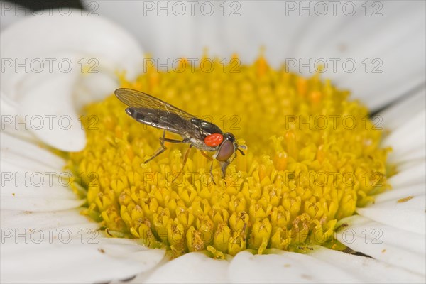 Pale-footed Hoverfly