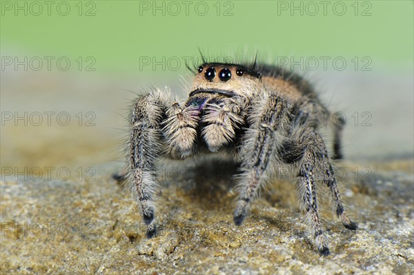 Canopy Jumping Spider