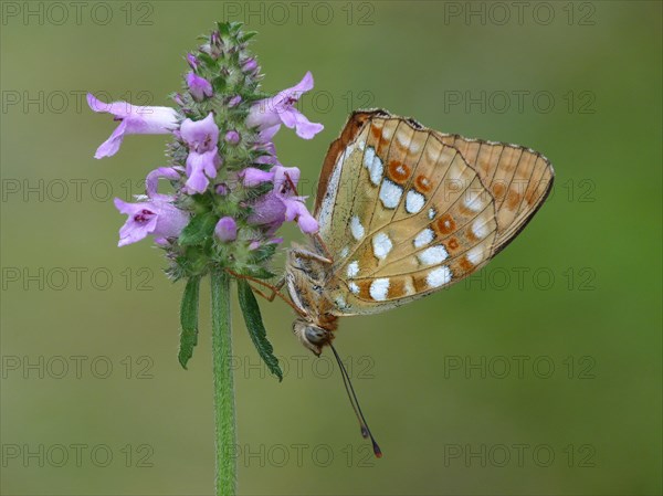 High Brown Fritillary