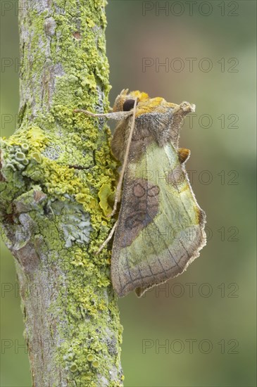 Burnished Brass