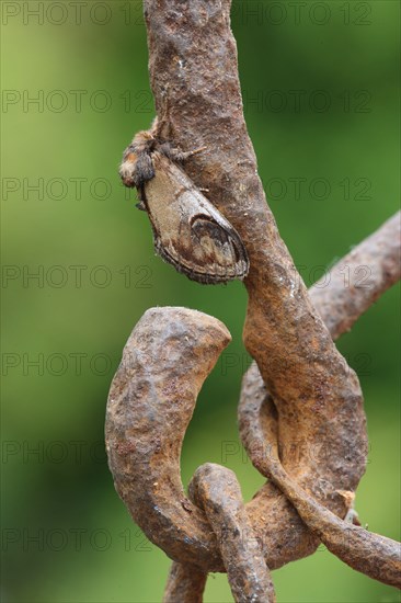 Pebble Prominent