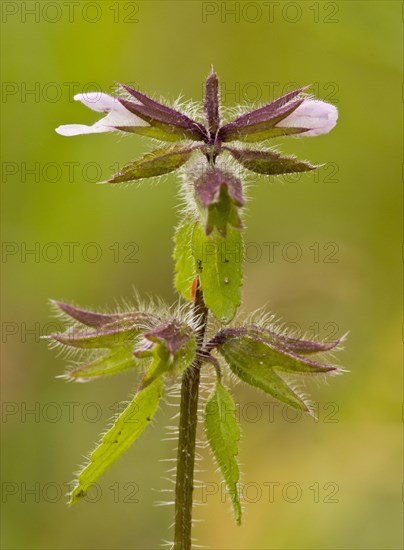 Flowering staggerweed