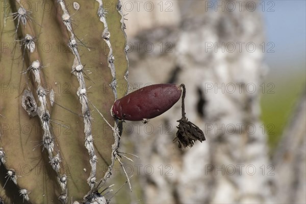 Candelabra cactus fruit on Isabela Island