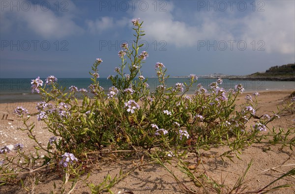 Sea Rocket