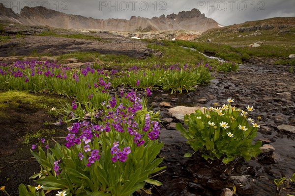 Parry's Primrose