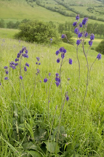 Nodding Sage