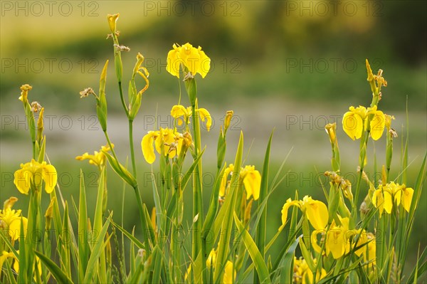 Yellow Iris