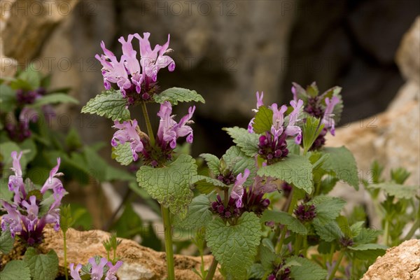 Gargano deadnettle