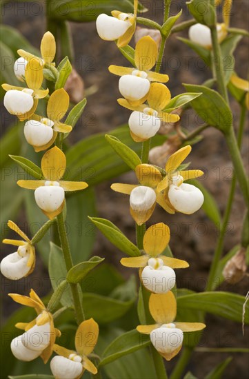 California Lady's Slipper