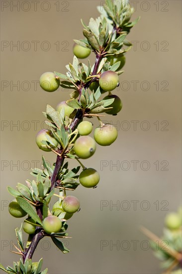 Box-leaved barberry