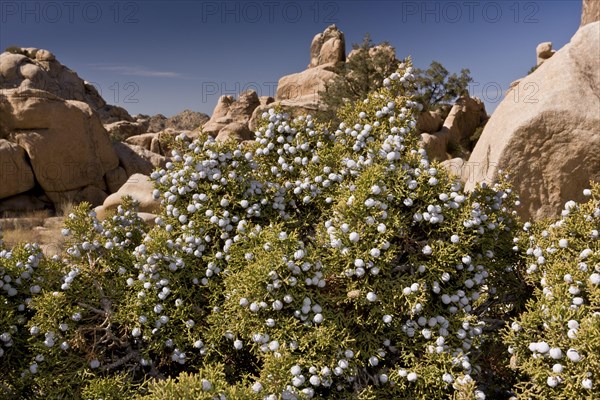 California juniper