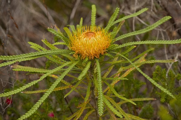 Flowering Showy Dryandra