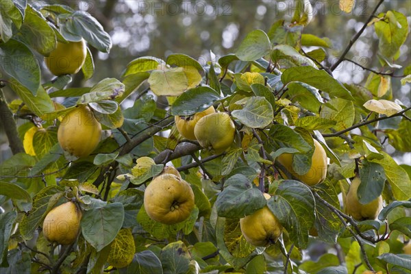 Quince fruit