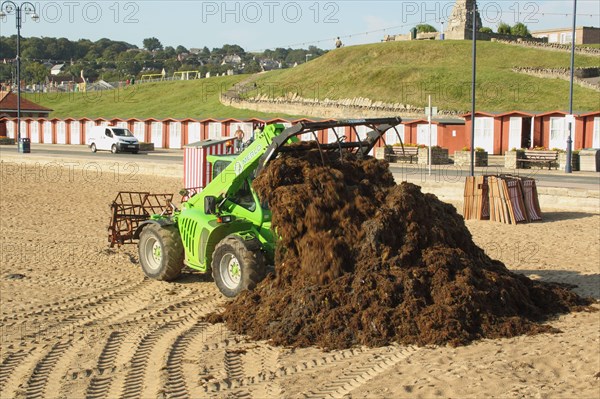 Merlo loader clearing seaweed from the sandy beach of the coastal town of Swanage