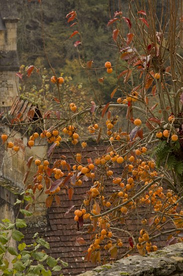 Japanese Persimmon