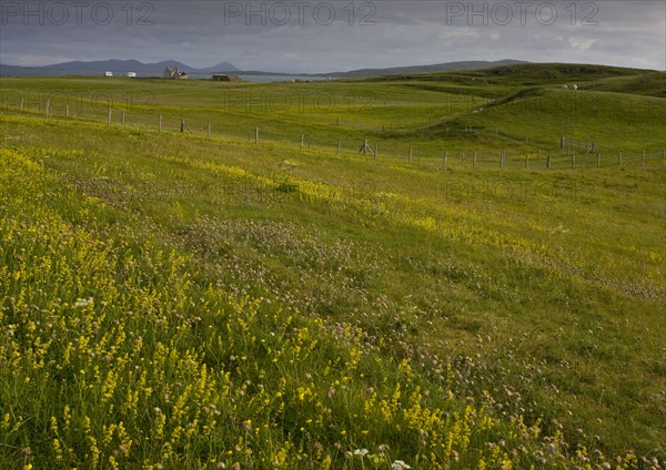 Flowery grassland on east coast