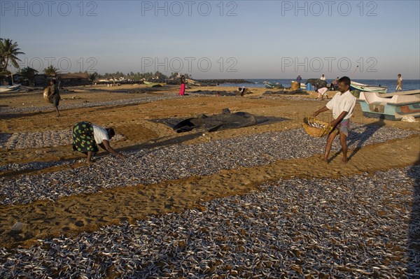 Catching fish spread out to dry in the sun