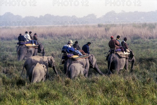 Tourists on elephant back at Kaziranga National park