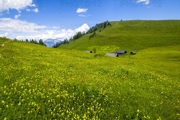 Flower meadow on the Postalm in the Salzkammergut