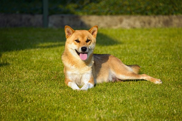 Shiba Inu