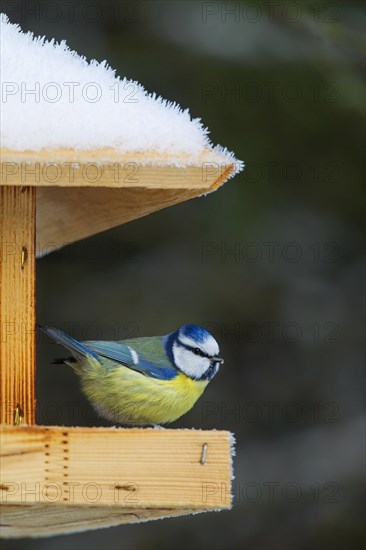 Eurasian blue tit