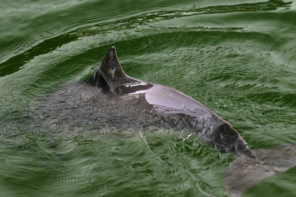 Harbour porpoise