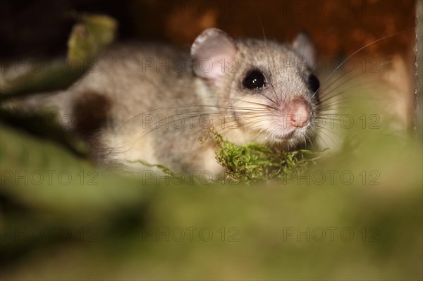 Edible or Fat Dormouse