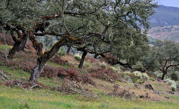 Holm oak