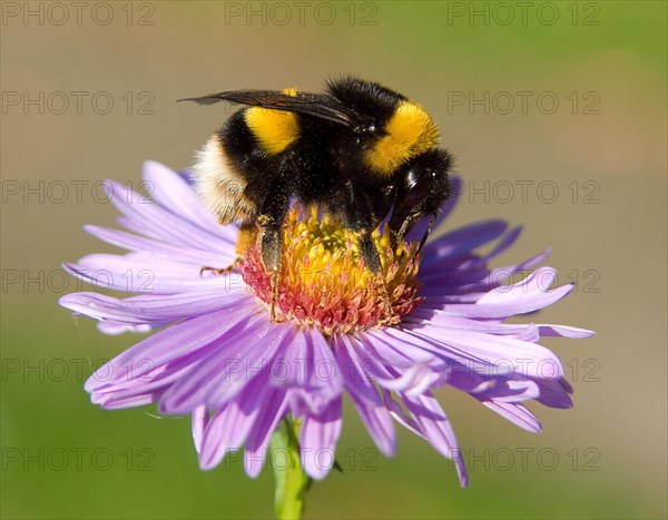 Dark Earth Bumblebee on Aster