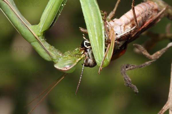 Praying mantis