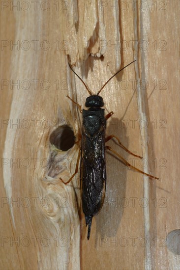 European wood wasp