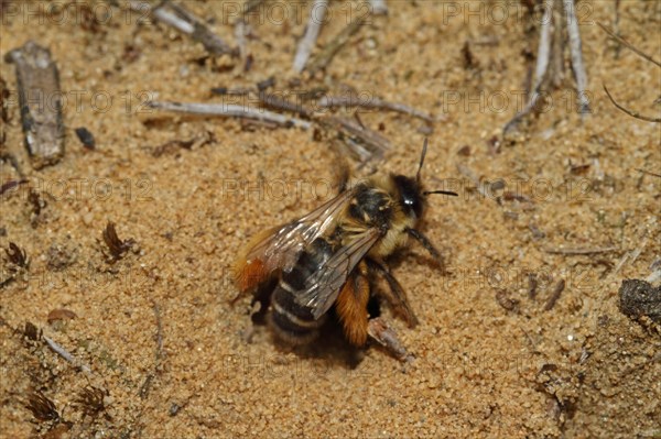 Trouser bee