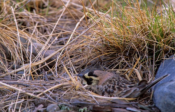 Shore Lark