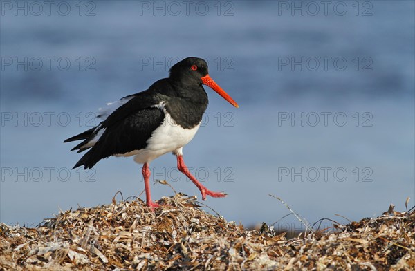 Pied oystercatcher