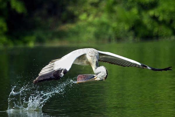 Spot-billed pelican