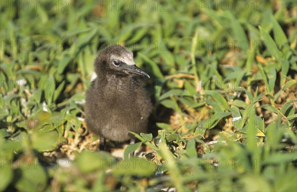 Brown noddy