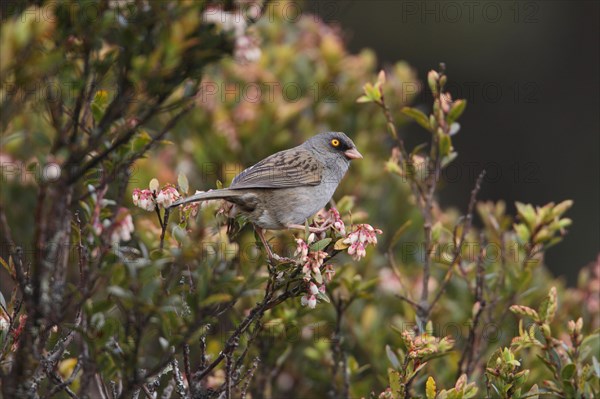 Volcano Junco