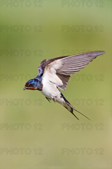 Barn swallow