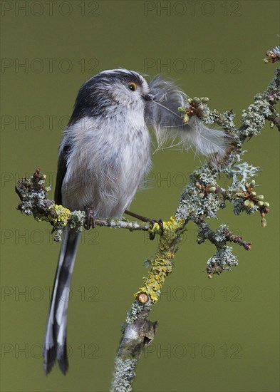 Long-tailed Tit